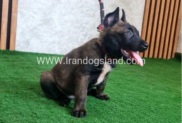 twlh-malynwyz-malinois-439_5