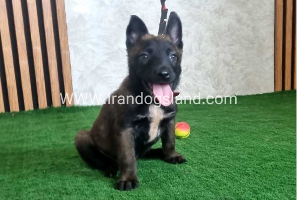 twlh-malynwyz-malinois-439_6