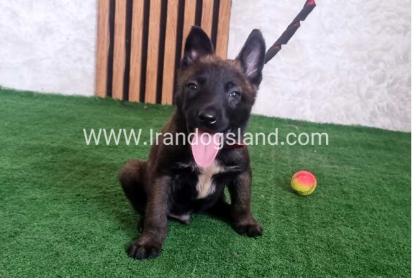 twlh-malynwyz-malinois-439_7
