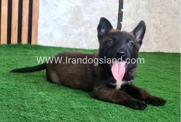 twlh-malynwyz-malinois-439_8