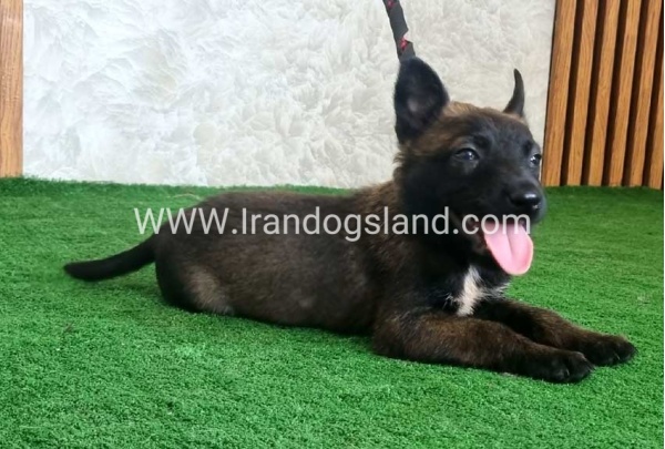 twlh-malynwyz-malinois-439_9