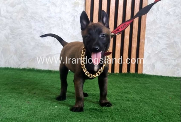 twlh-malynwyz-malinois-440_1