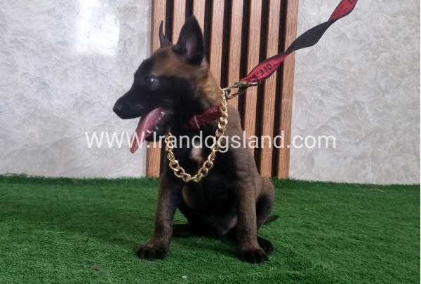 twlh-malynwyz-malinois-440_10