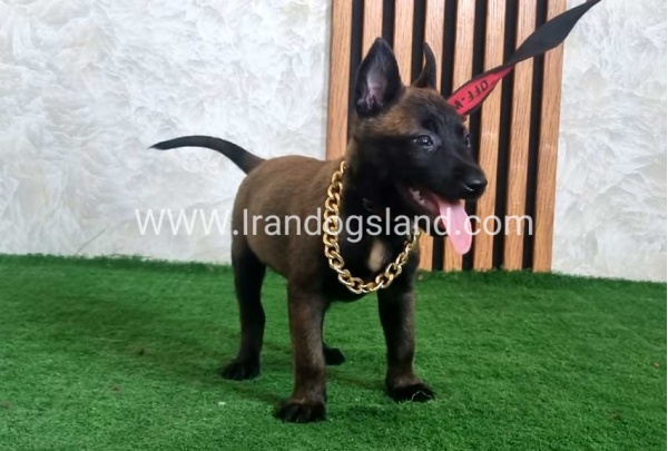 twlh-malynwyz-malinois-440_2