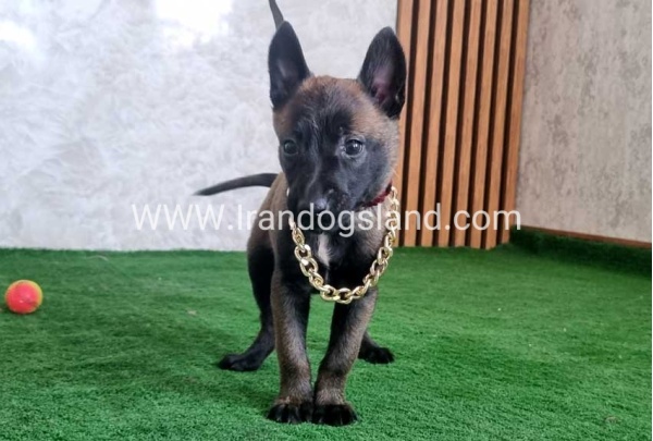 twlh-malynwyz-malinois-440_3