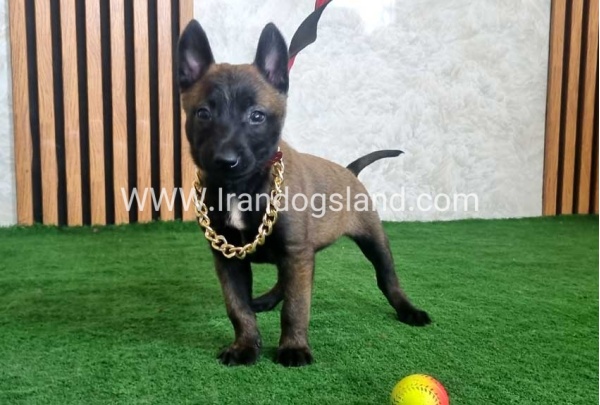 twlh-malynwyz-malinois-440_4