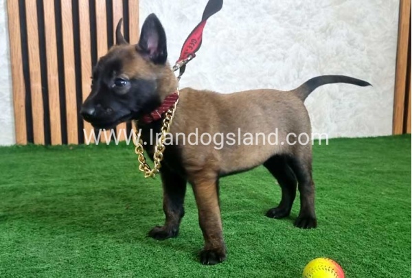 twlh-malynwyz-malinois-440_5