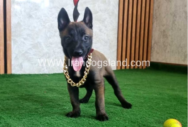 twlh-malynwyz-malinois-440_6