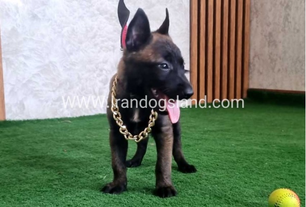 twlh-malynwyz-malinois-440_7