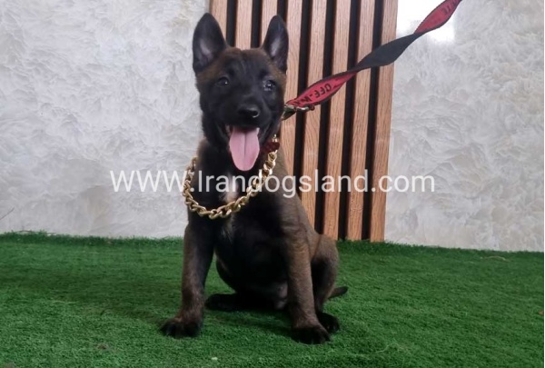 twlh-malynwyz-malinois-440_8