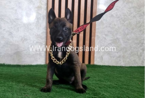 twlh-malynwyz-malinois-440_9