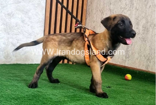 twlh-malynwyz-malinois-441_1