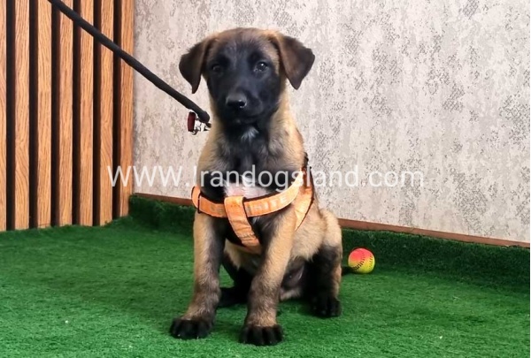 twlh-malynwyz-malinois-441_2