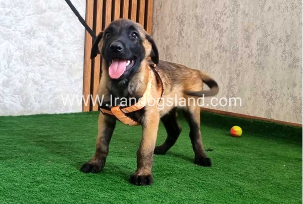 twlh-malynwyz-malinois-441_3