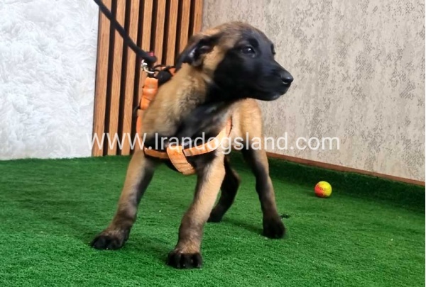 twlh-malynwyz-malinois-441_4