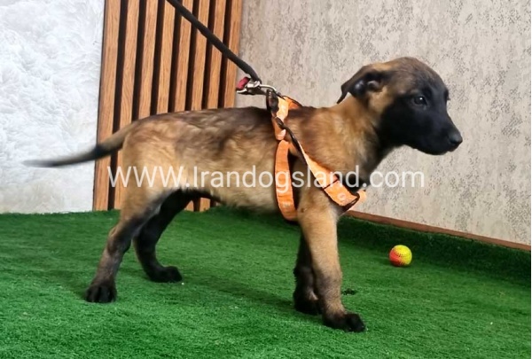 twlh-malynwyz-malinois-441_5