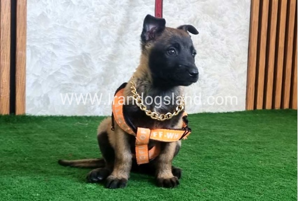twlh-malynwyz-malinois-442_1