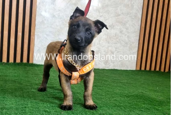 twlh-malynwyz-malinois-442_2