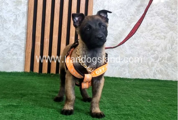 twlh-malynwyz-malinois-442_3