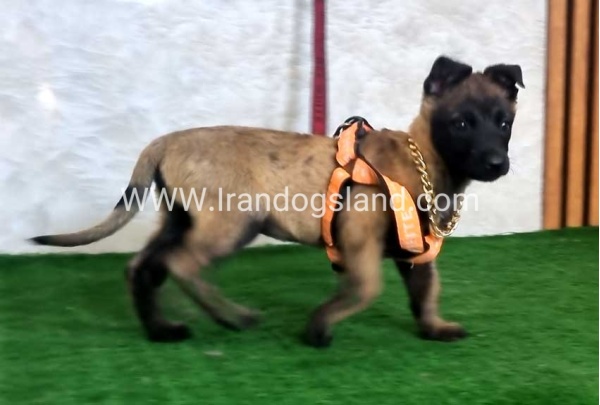 twlh-malynwyz-malinois-442_4