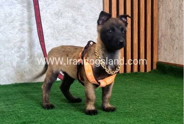 twlh-malynwyz-malinois-442_5