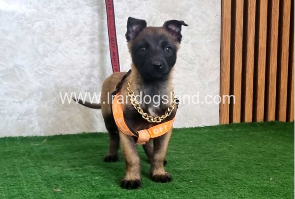 twlh-malynwyz-malinois-442_6