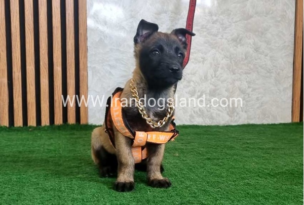 twlh-malynwyz-malinois-442_7
