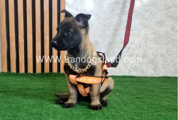 twlh-malynwyz-malinois-442_8