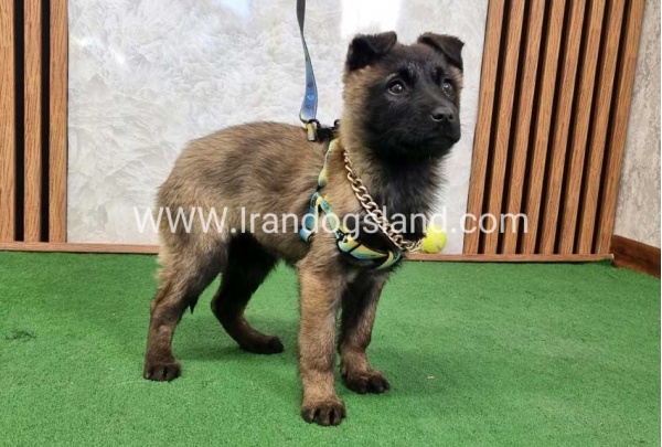 سگ مالی نویز اصل - M171