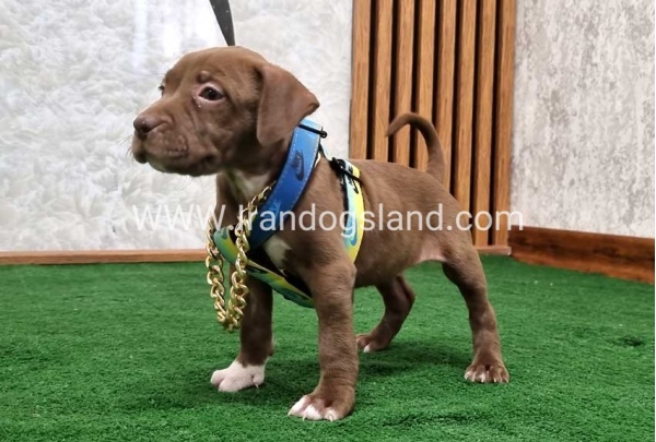 twlh-pytbwl-pitbull-111_1