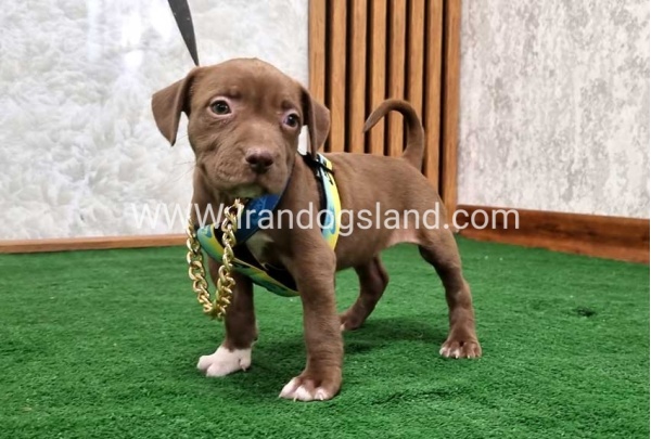 twlh-pytbwl-pitbull-111_2