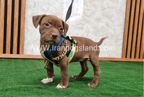 twlh-pytbwl-pitbull-111_3