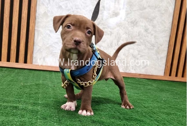 twlh-pytbwl-pitbull-111_4