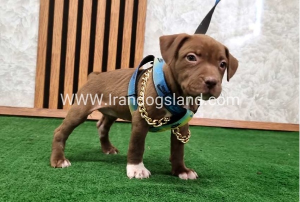 twlh-pytbwl-pitbull-111_5