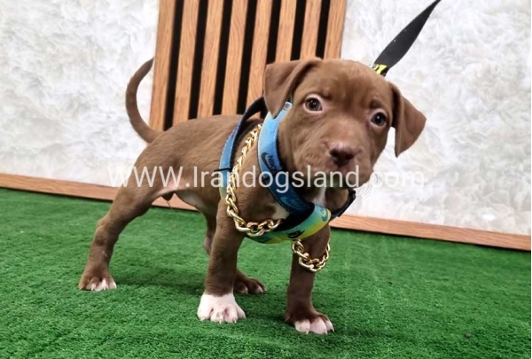 twlh-pytbwl-pitbull-111_6