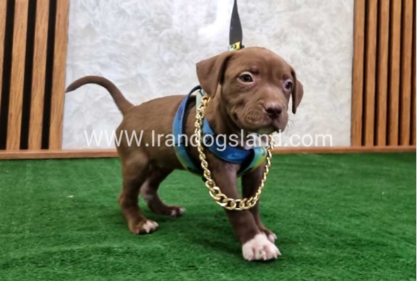 twlh-pytbwl-pitbull-111_7