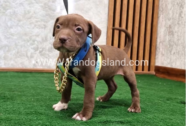 twlh-pytbwl-pitbull-111_8