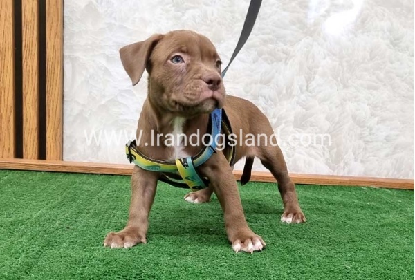 twlh-pytbwl-pitbull-112_2