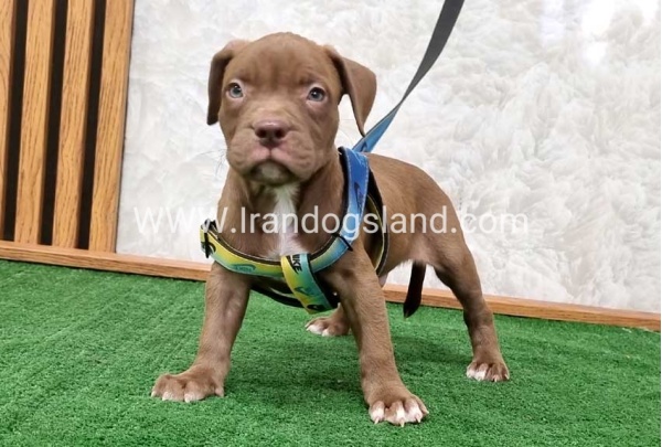 twlh-pytbwl-pitbull-112_3