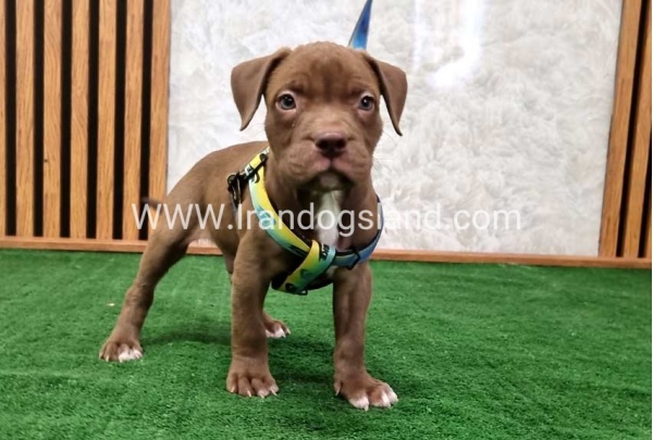 twlh-pytbwl-pitbull-112_4