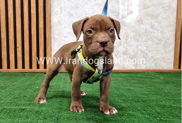 twlh-pytbwl-pitbull-112_5