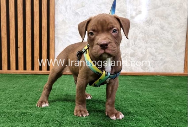 twlh-pytbwl-pitbull-112_6