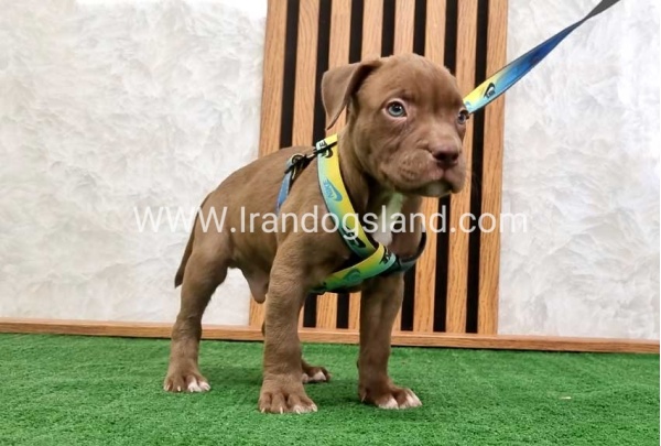twlh-pytbwl-pitbull-112_8