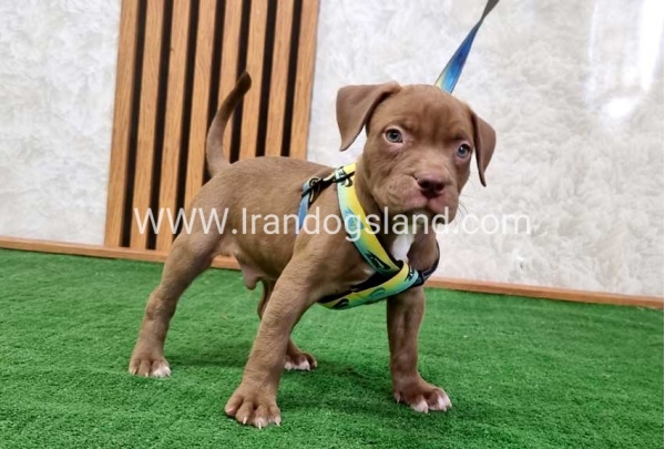 twlh-pytbwl-pitbull-112_9