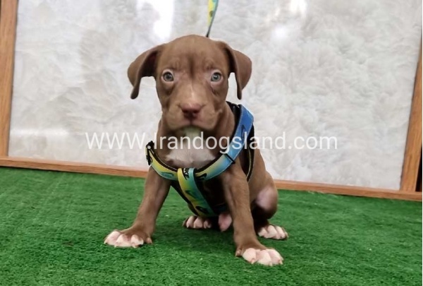 twlh-pytbwl-pitbull-113_1