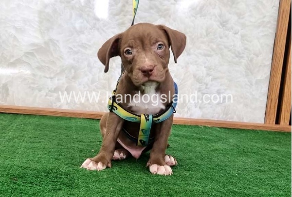 twlh-pytbwl-pitbull-113_2