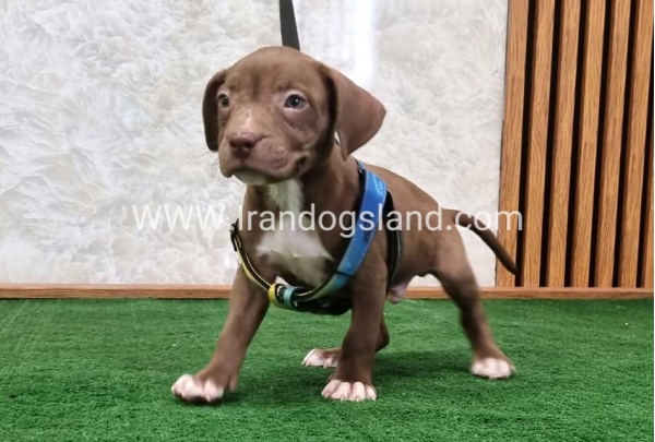 twlh-pytbwl-pitbull-113_3