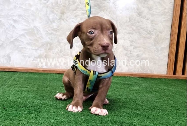 twlh-pytbwl-pitbull-113_4