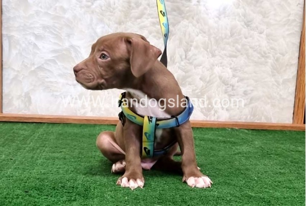 twlh-pytbwl-pitbull-113_5