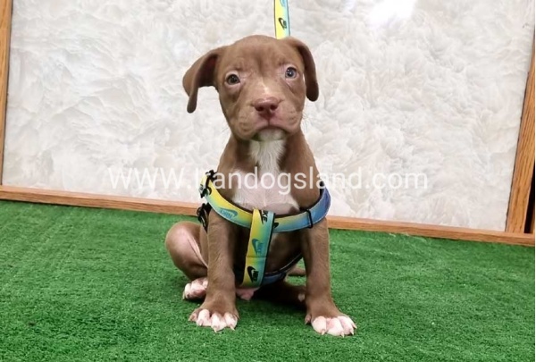 twlh-pytbwl-pitbull-113_6